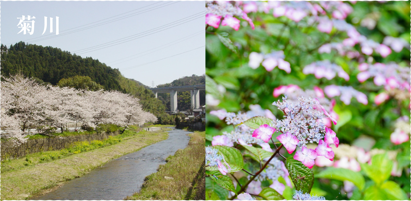 菊川